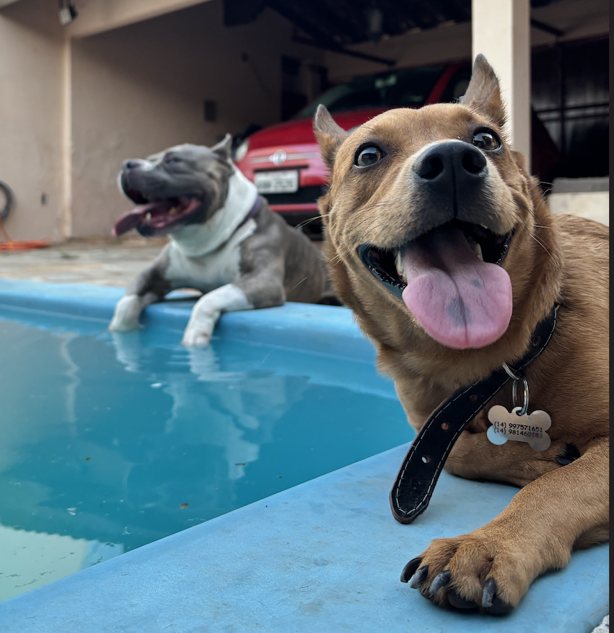 Vale escola para Pais de Pet