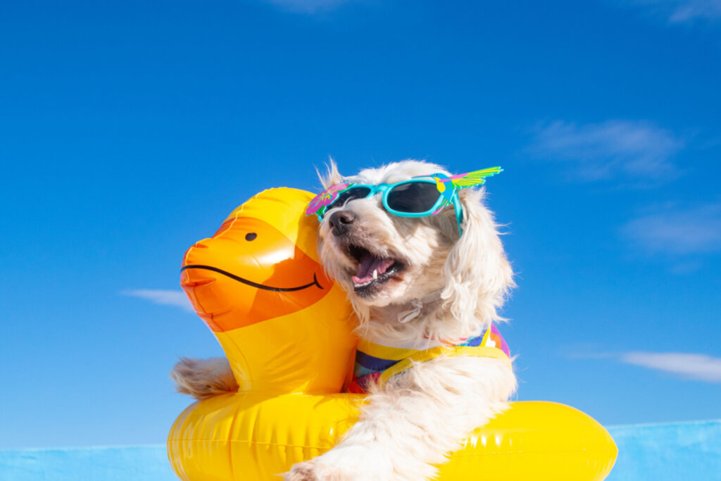 Boia salva vidas para os cachorros não cairem na piscina